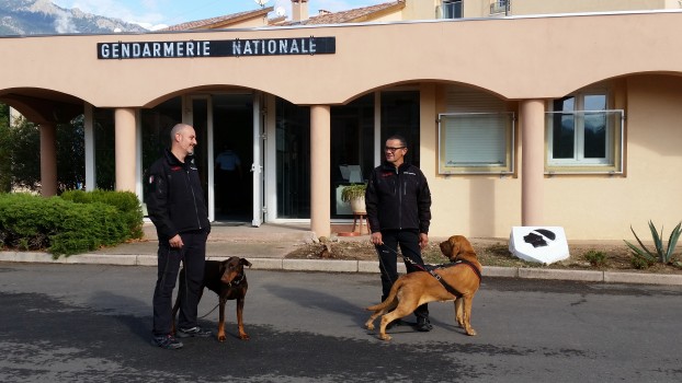 Quando è il cane che investiga. Nemesi ci spiega come.