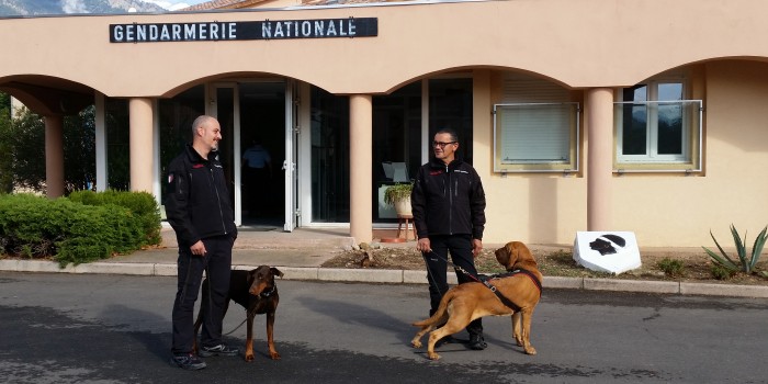 Quando è il cane che investiga. Nemesi ci spiega come.