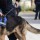 I fantastici cani da cadavere della Polizia di Stato 