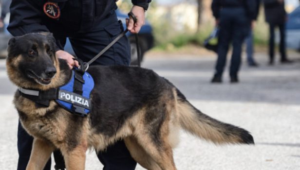 I fantastici cani da cadavere della Polizia di Stato