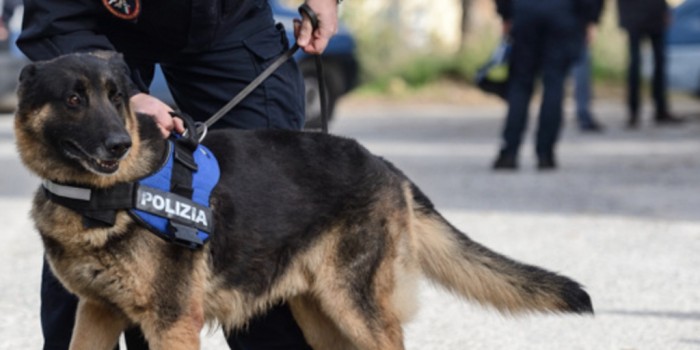 I fantastici cani da cadavere della Polizia di Stato