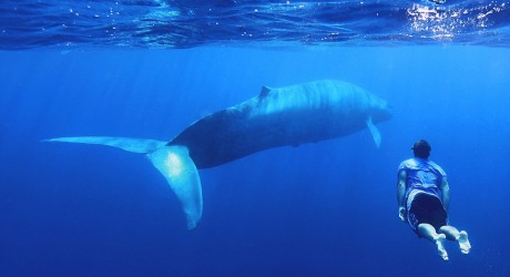 No, Blue Whale non esiste. E smettiamo di parlarne.