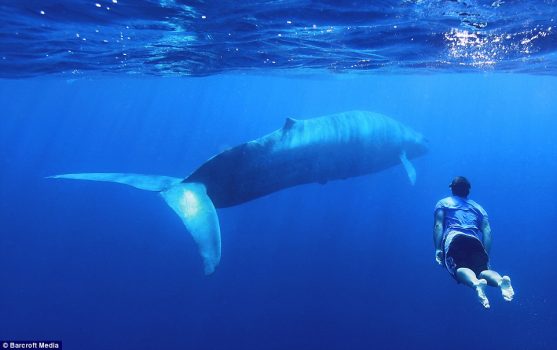 No, Blue Whale non esiste. E smettiamo di parlarne.