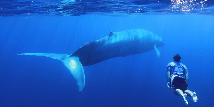 No, Blue Whale non esiste. E smettiamo di parlarne.